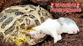 Massive Pacman Frog plays with Rat