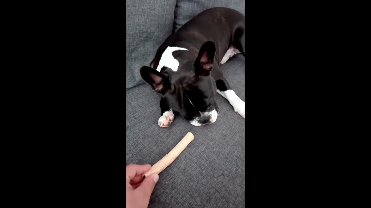 HILFE meine Französische Bulldogge spinnt rum 🐾 - YouTube