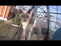 ДЕНЬ С БОНЕЙ😻 КУРОЧКИ🐤 КЛУБНИКА🥭 АВАРИЯ👀 ЯЙЦА ФОТОСЕССИЯ🐔🐔🐔WE LIVE IN THE КУБАНЬ🧡🧡🧡