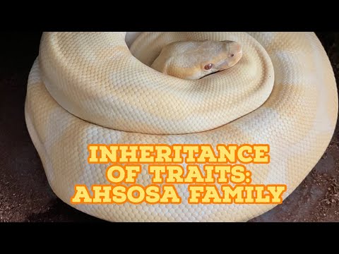 Inheritance of Traits: AhsoSa Family