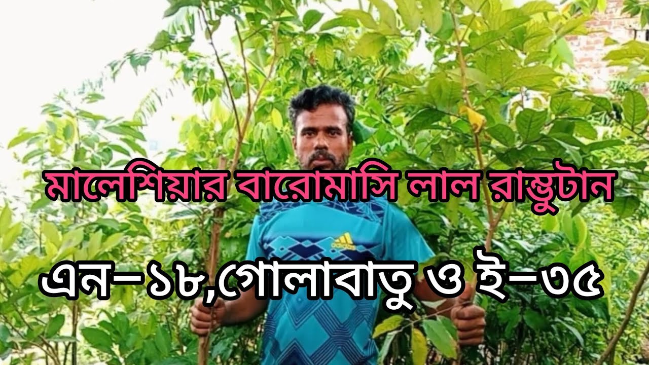 লাল বারমাসি মালেশিয়ান রাম্ভুটান গাছ পেতে যোগাযোগ করুন ইমু হোয়াটসঅ্যাপ ০১৭৩৯৩৭৯১৭৮