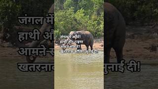जंगल में Elephant और Tiger की कॉलिंग AmanGarh Tiger Reserve Safari | Rare Wildlife Moment #trending