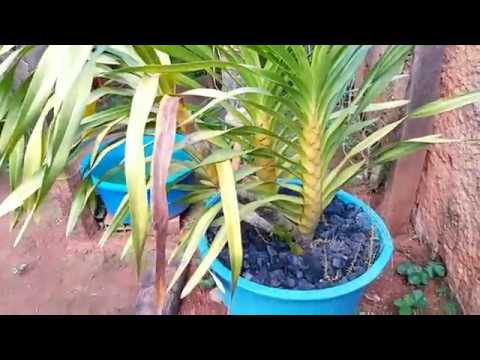 Posso cultivar orquídeas no sol pleno? - thptnganamst.edu.vn