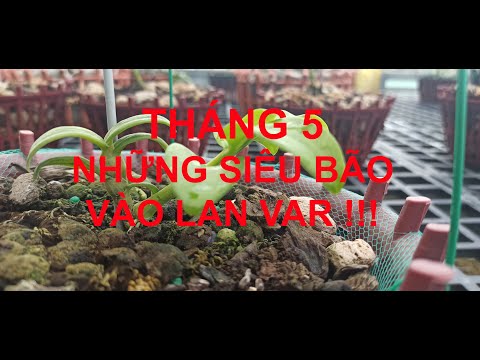 THÁNG 5 - NHỮNG SIÊU BÃO VÀO LAN VAR LÀ GÌ !!!