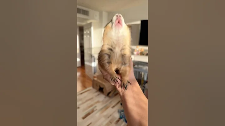 Poppy & Paxton dueling WahoOos 🥰❤️