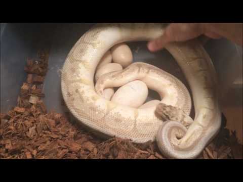 Ball Python Eggs Laid - Clutch #3 2017 - Pastel Leopard x Queenbee
