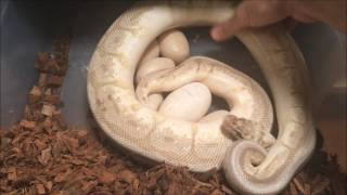 Ball Python Eggs Laid - Clutch #3 2017 - Pastel Leopard x Queenbee