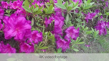 [4K] YI 4K Action Camera VS GoPro Hero 4 Silver #YICamera