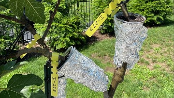 Air Layering Fig Trees: 101