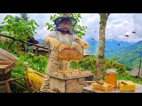 A Wonderful Day Harvesting Honey and Loofah Gourds to Sell at the Market