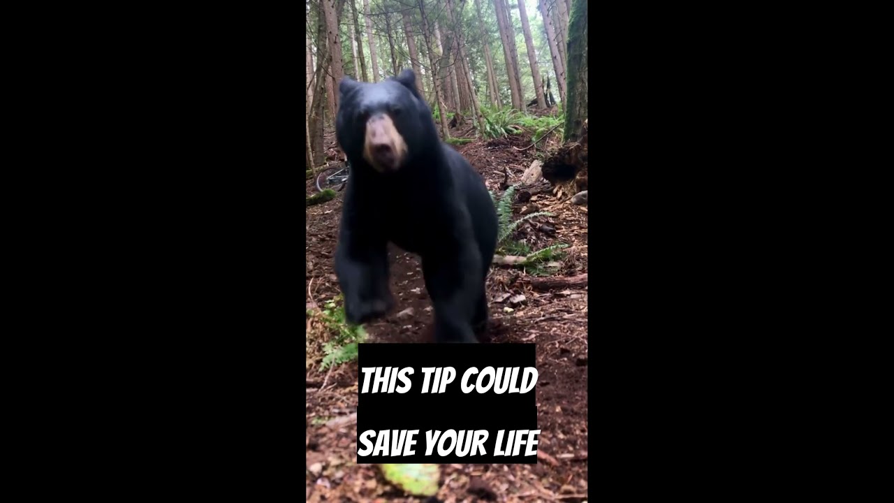 How To SURVIVE A BEAR ATTACK On The Trails Shorts Tips Mtb
