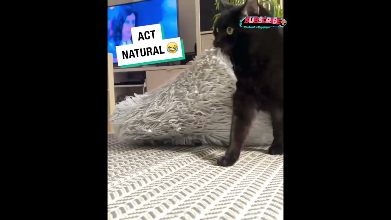 the cat is rearranging furniture again