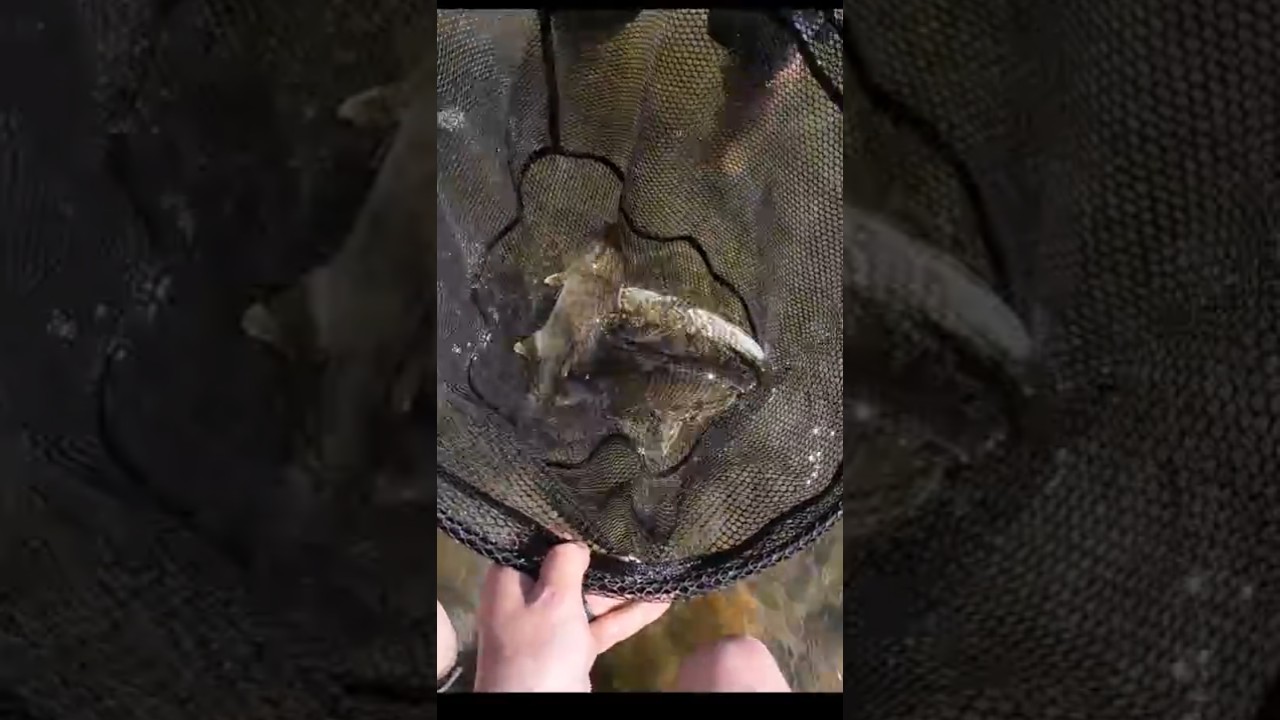 The CRAZIEST river fishing moment!