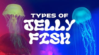 Types of Jellyfish: You've Never Seen Them Like This!