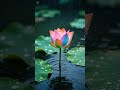 雨滴荷花 岁月静好 RainyLotus Nostalgia 雨滴荷花 岁月静好 RainyLotus Nostalgia