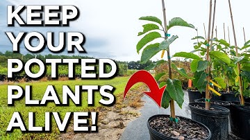 How To Overwinter Potted Plants Like A PRO