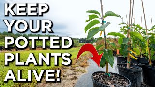 How To Overwinter Potted Plants Like A PRO