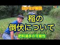 はかせが解説「稲の倒伏について」（肥料過多の可能性）