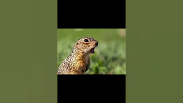 Суслик крапчатый