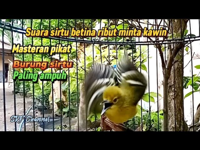 suara Sirtu betina ribut minta kawin 100% ampuh buat pikat#sirtugacor@srfchannel3881 class=