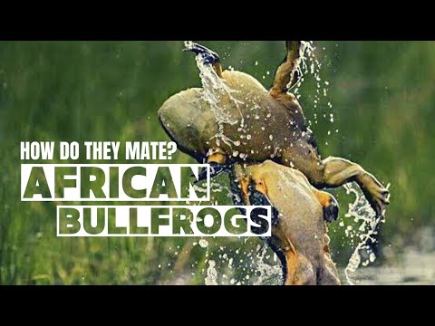 HOW DO AFRICAN BULLFROGS MATE?