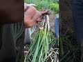 Panen bawang prei🌱#gardening#farming#homegarden#easyfarming#harvesttime#bawangdaun#fyp