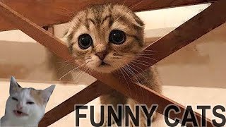 Funniest Cats and Dogs 2024 🐶 You Laugh You Lose 😍  Part 121