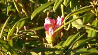 1040407克難關玉山杜鵑花況 5