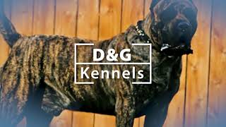 Presa Canario Breeders in Bremen, GA - D&G Kennels!