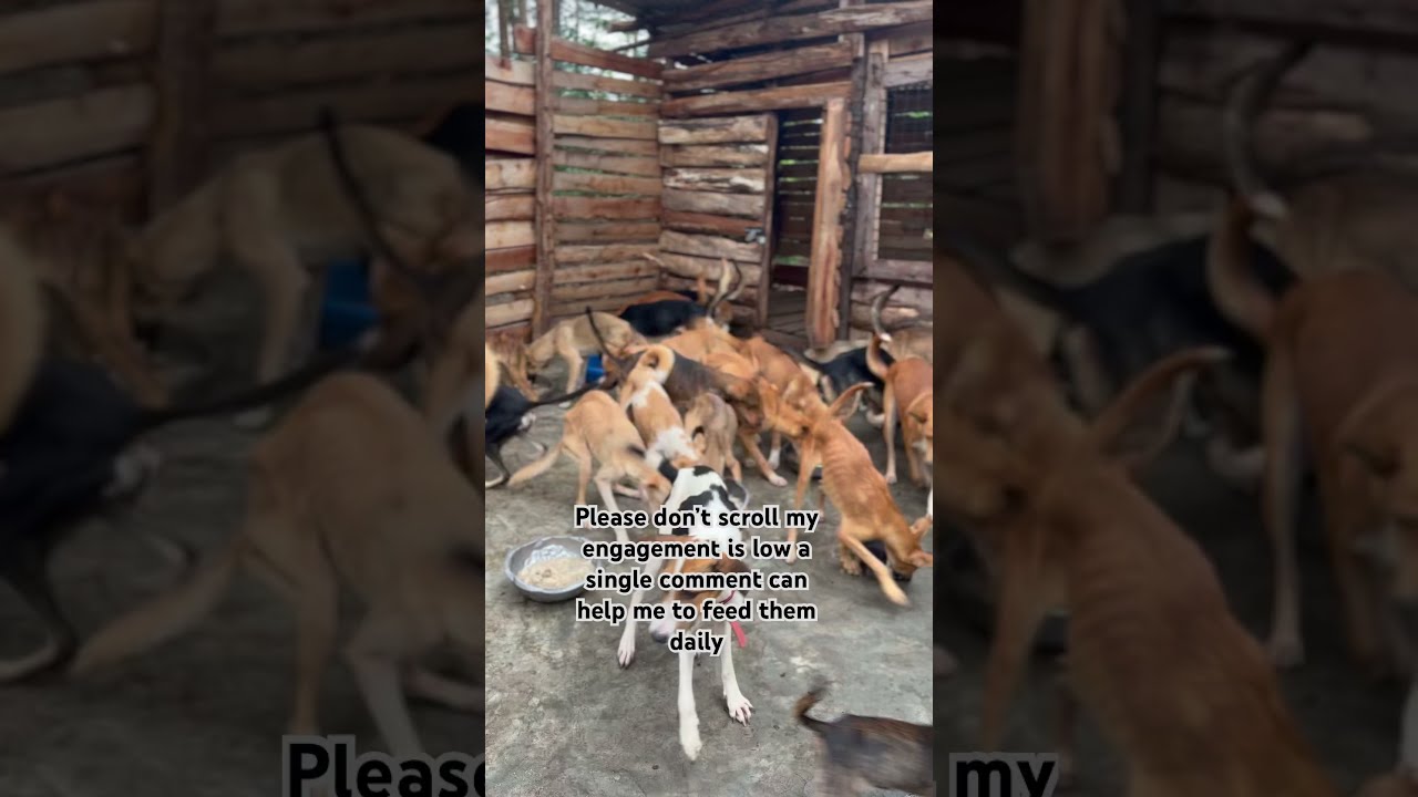 You May Not Scroll If Re A Dog Lover And Press Buttons So That Can Donate For More Food Now
