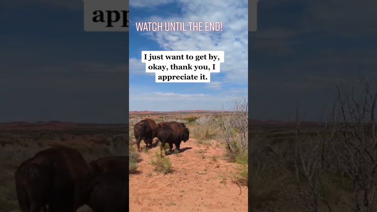 A Mean Bison Attack Woman In This Terrifying TikTok Video Youtubeshorts Shorts