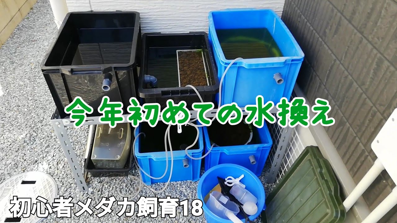 初心者メダカ飼育18 今年初めての水換え 22 2 23 Youtube
