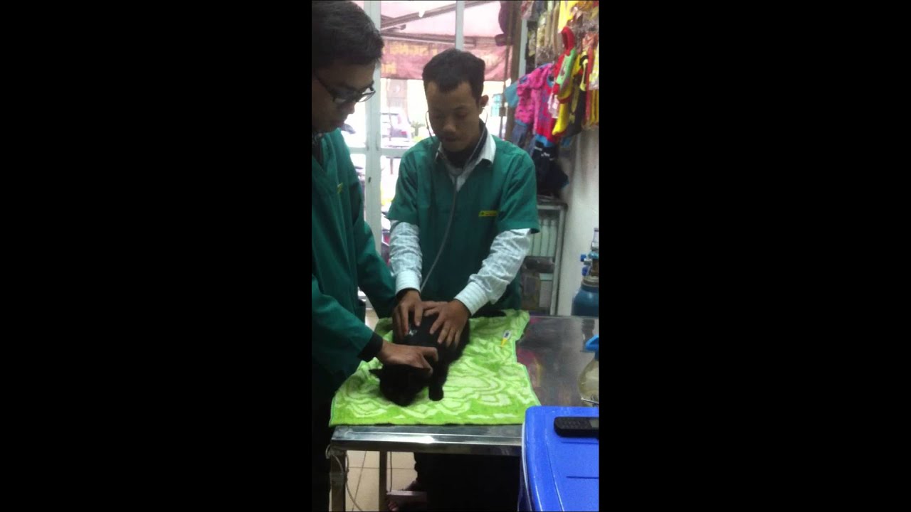 Khám cho mèo 02466508126 - YouTube