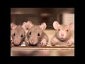 فيروس هانتا فى الصين واعراضه