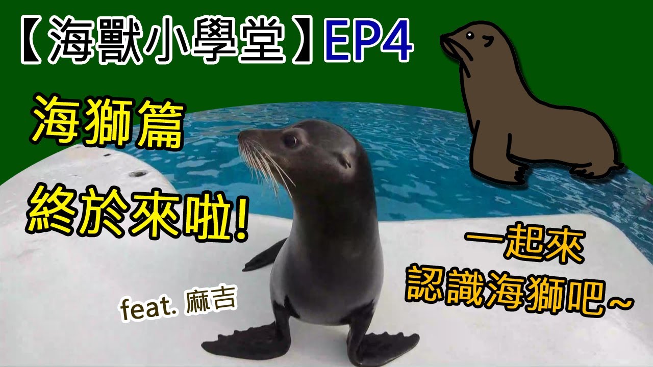 【海獸小學堂】EP4 海獅篇終於來啦! 一起來認識海獅吧~