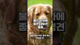 불안 완화에 좋은 대형견 품종