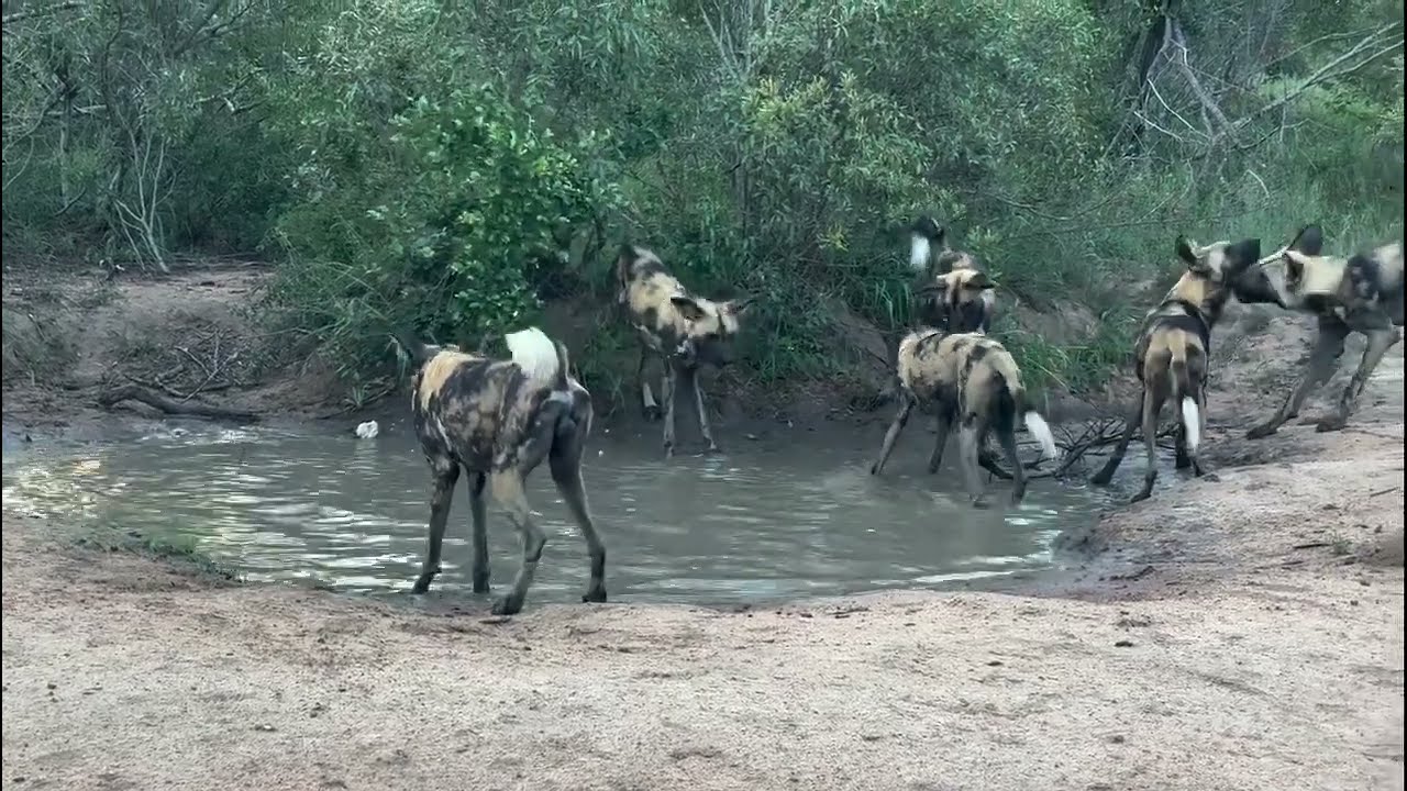 Wild Dog Splash Party!