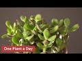 Crassula ovata 'Crosby's Compact' (Jade Plant) Houseplant Care — 231 of 365