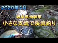 岐阜県飛騨市を流れる小さな支流で渓流釣り　 2020年4月