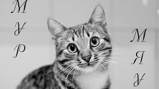 Чем все время занят мой кот? Чем все время занят мой кот?