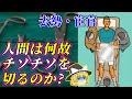 【ゆっくり】人類が去勢、宦官をやめられない理由【考察】