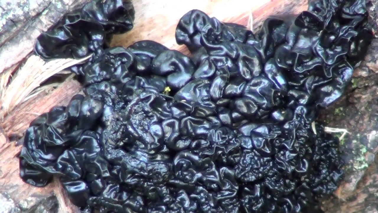 Exidia Fungus (Exidia glandulosa) on Branch