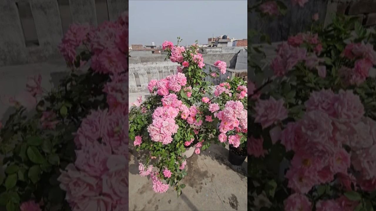 sadabahaar rose , kashmiri rose, garden #rose #garden #flower