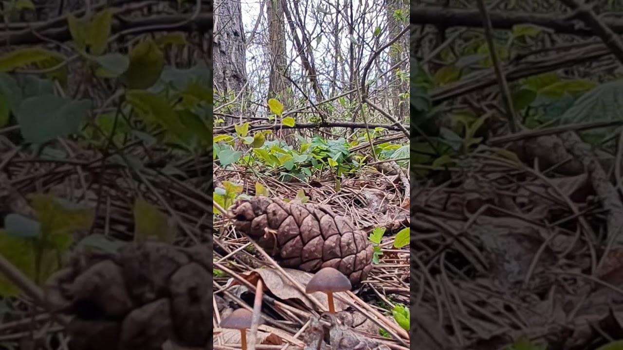 April Foraging | A Guide to Spring Mushrooms 