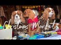 CHRISTMAS MARKET WITH DOGS IN MONTREAL!