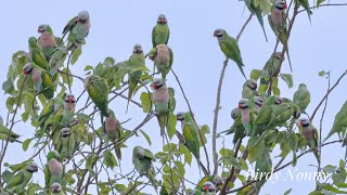 EP. 43 BIRD นกแขกเต้า ฝูงใหญ่ที่สุดในไทย ( The largest flock of Red-Breasted Parakeet of Thailand )