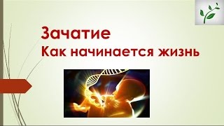 Зачатие* Как начинается жизнь Зачатие* Как начинается жизнь