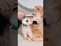 cutecatoftiktok cutekitten cutepetsoftiktok foryou cat... #Shorts #catonline520