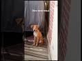 Connect on 9717079690 for details #youtube #adoptstrays #pets #animalrescue #rescue