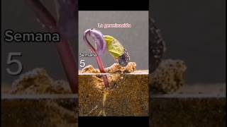 #viral La Germinación de una semilla 😯🌱 #shorts #semillas #germination #plants #siembra #shirts #wow